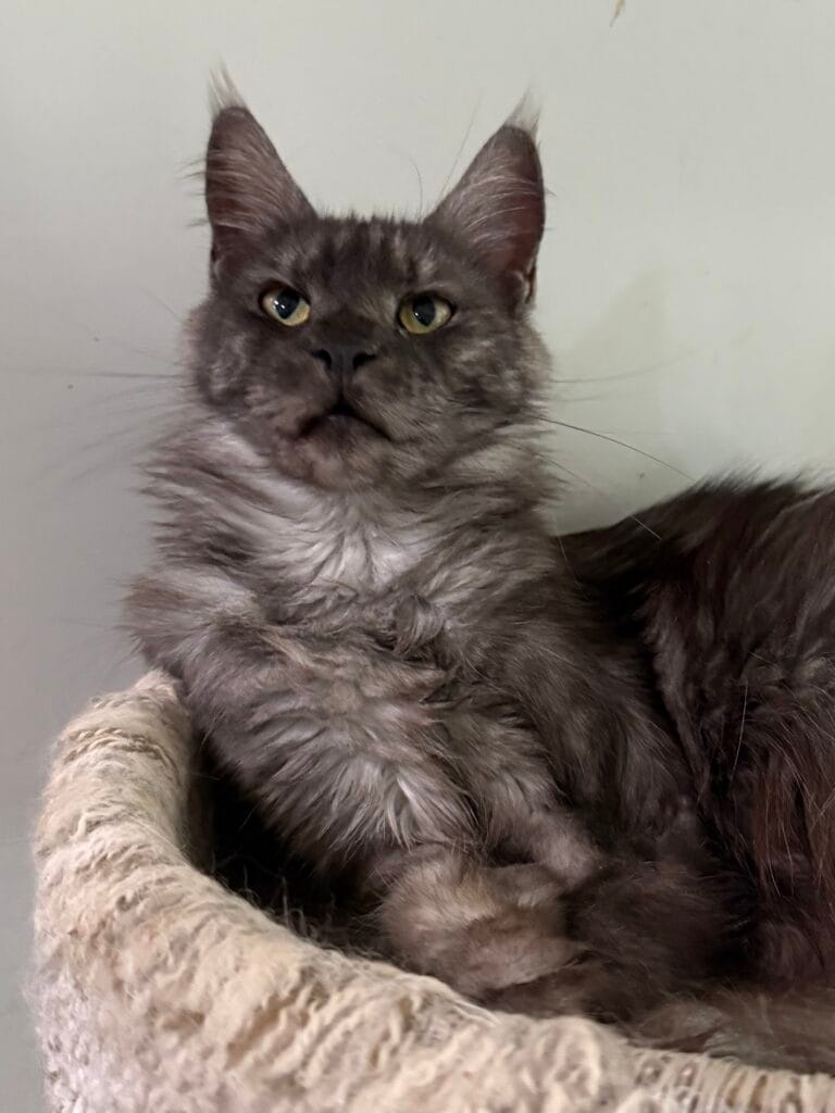 Honey Bee - Black smoke Maine Coon Female with a gray background looking g up