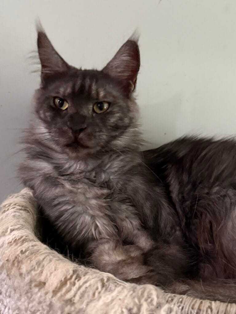 Honey Bee - Black smoke Maine Coon Female with a gray background looking up