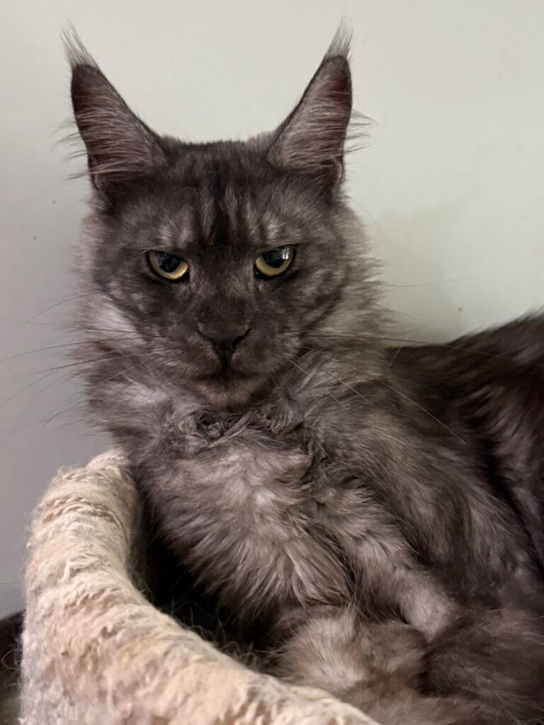 Honey Bee - Black smoke Maine Coon Female with a gray background