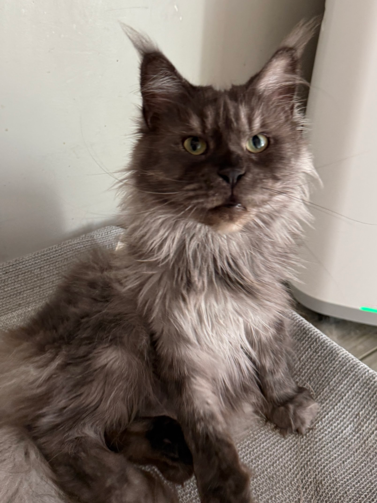 Savana - Black Smoke Maine Coon Females setting in her cat bed