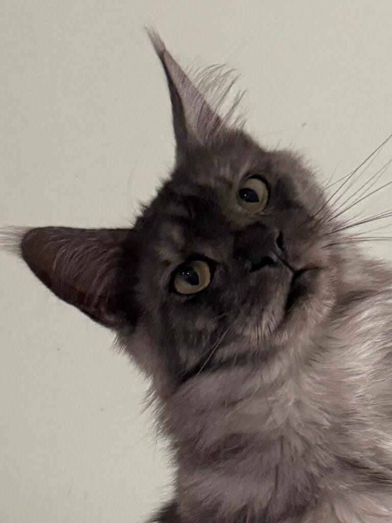 Honey Bee - Black smoke Maine Coon Female portrait