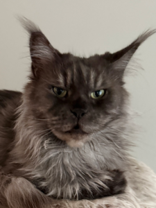 Savana - Black Smoke Maine Coon Female with a gray background