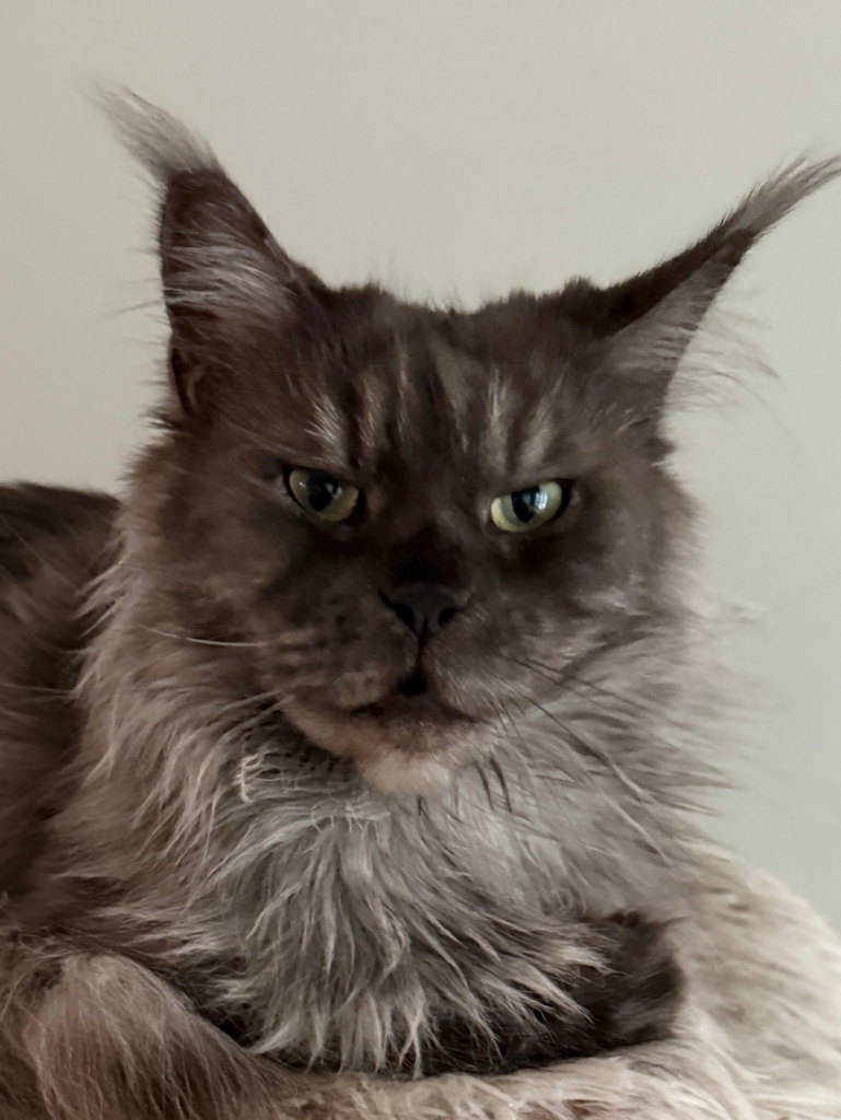 Savana - Black Smoke Maine Coon Female with a gray background