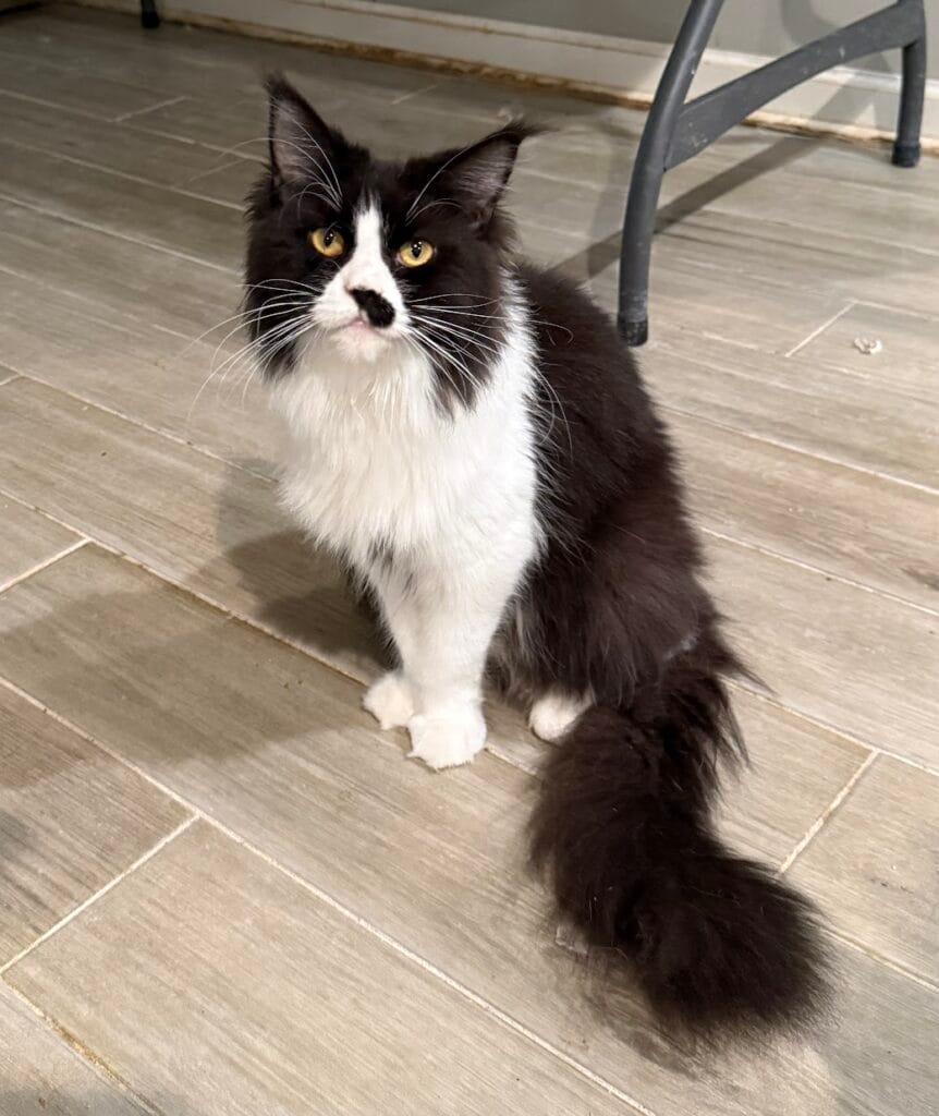 Jimena - Black and white Maine Coon Female laying on a cot
