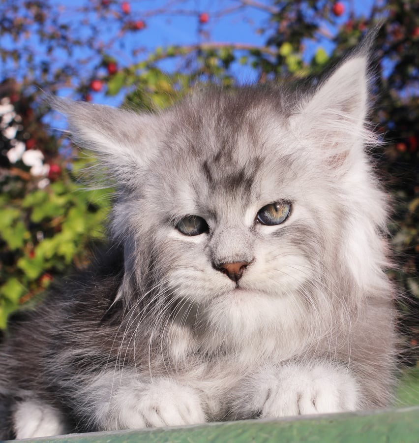 Falkor - Black silver Maine Coon beautiful baby