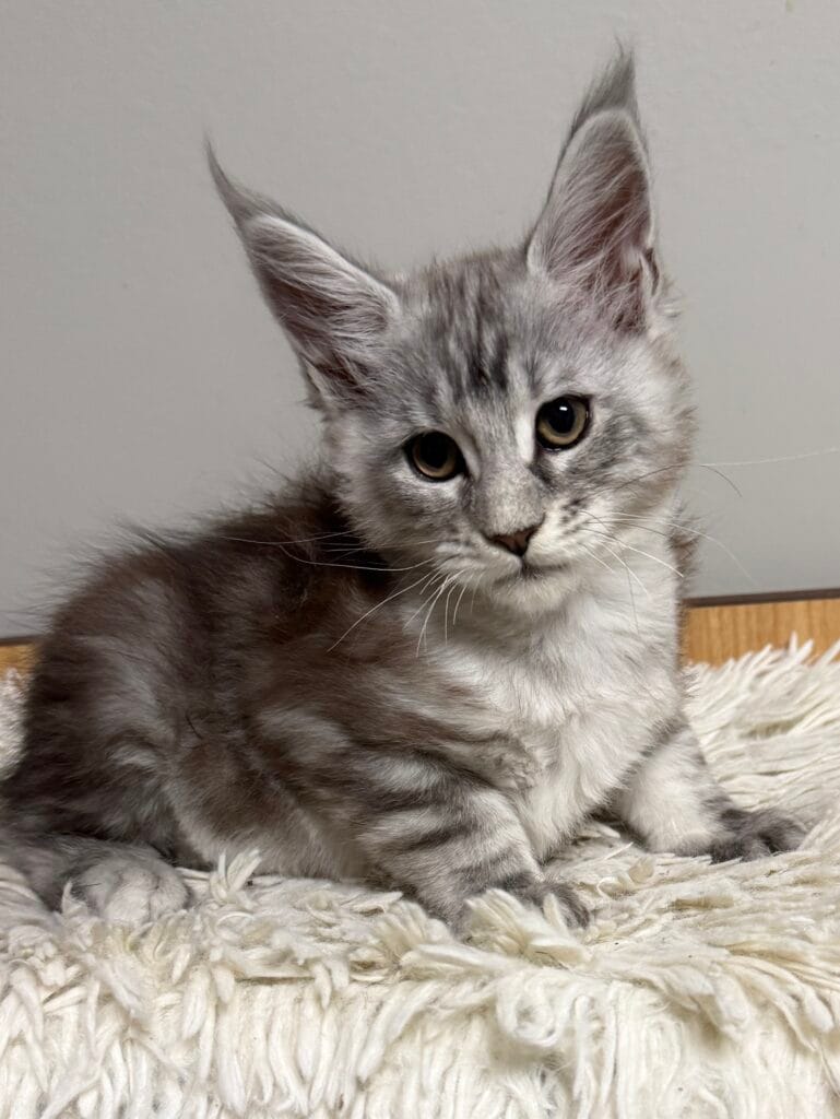 Zerakiel - Black Silver Maine Coon Male laying down