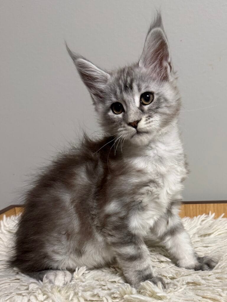 Zerakiel - Balck Silver Maine Coon Male setting up