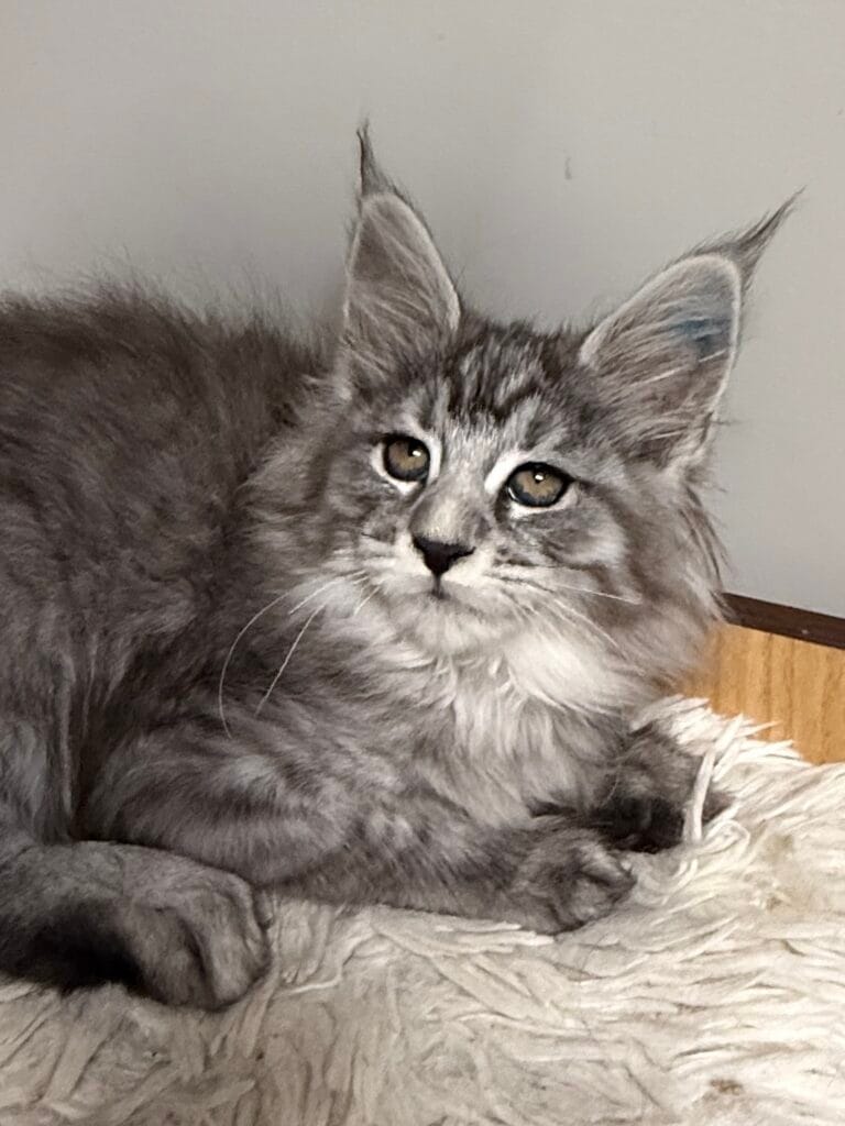 Astreya - Black Silver Maine Coon Female on a cat tree