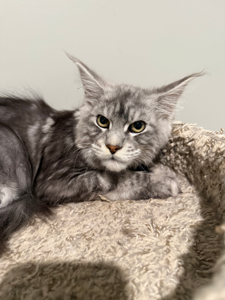 Falkor - Black silver Maine Coon looking straight at me