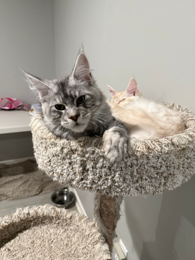Falkor - Black silver Maine Coon son a cat tree with a friend