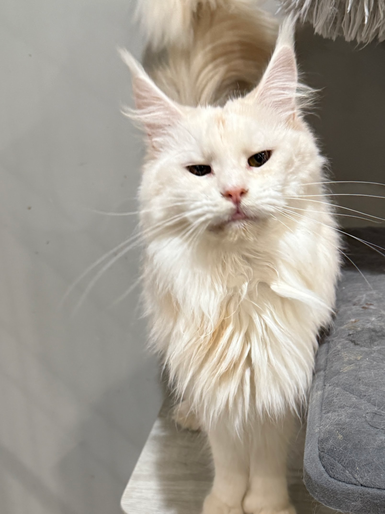 Red Silver - Majestic Maine Coon Cats