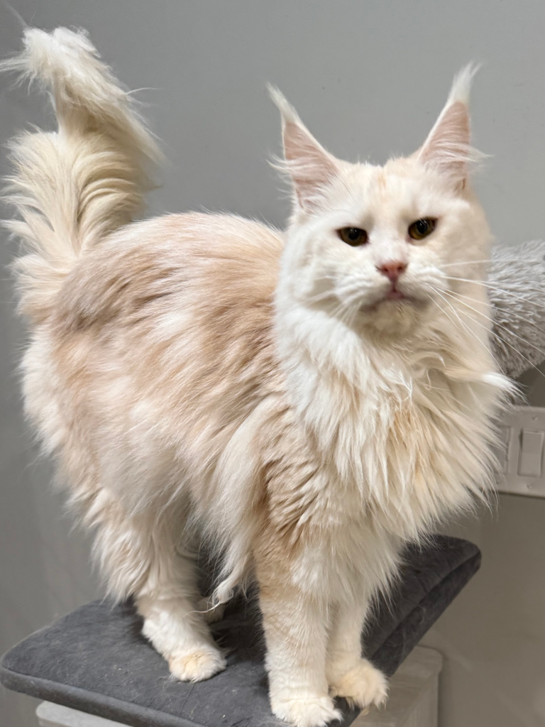 Red silver - Majestic Maine Coon Cat