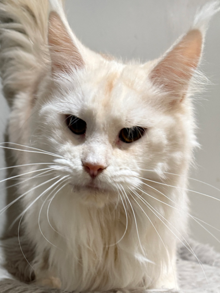 Red silver - Majestic Maine Coon Cat
