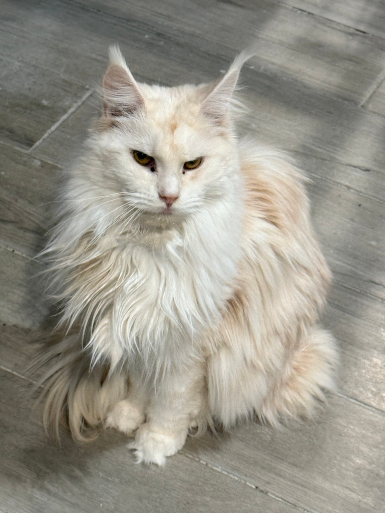Red silver - Majestic Maine Coon Cat