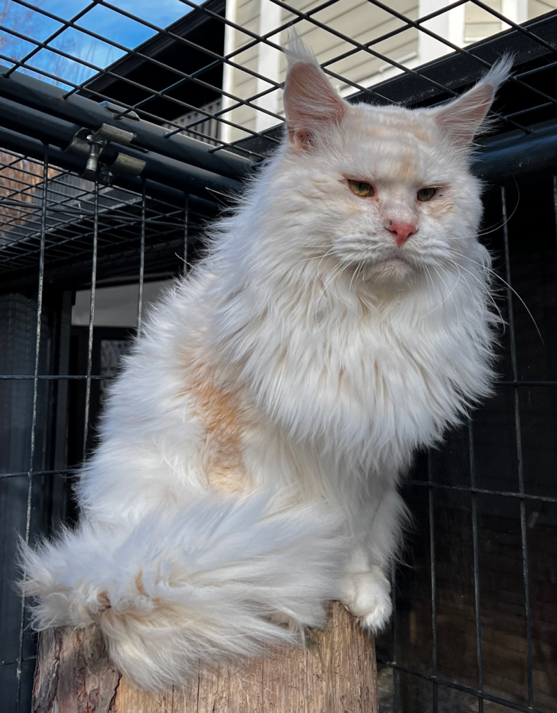 Wispurr - Shaded red silver looking at the camera