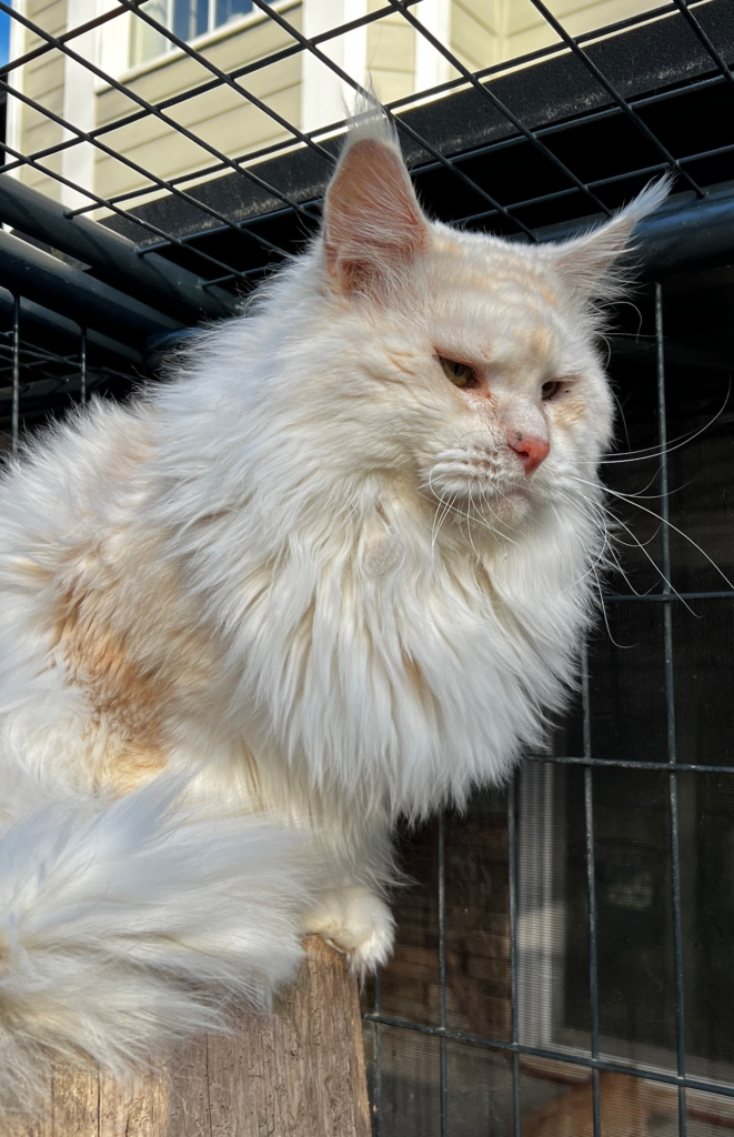Wispurr - Shaded red silver setting and a tree