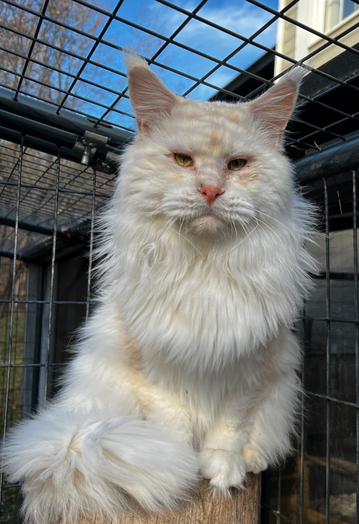 Wispurr - Shaded red silver setting on a stump