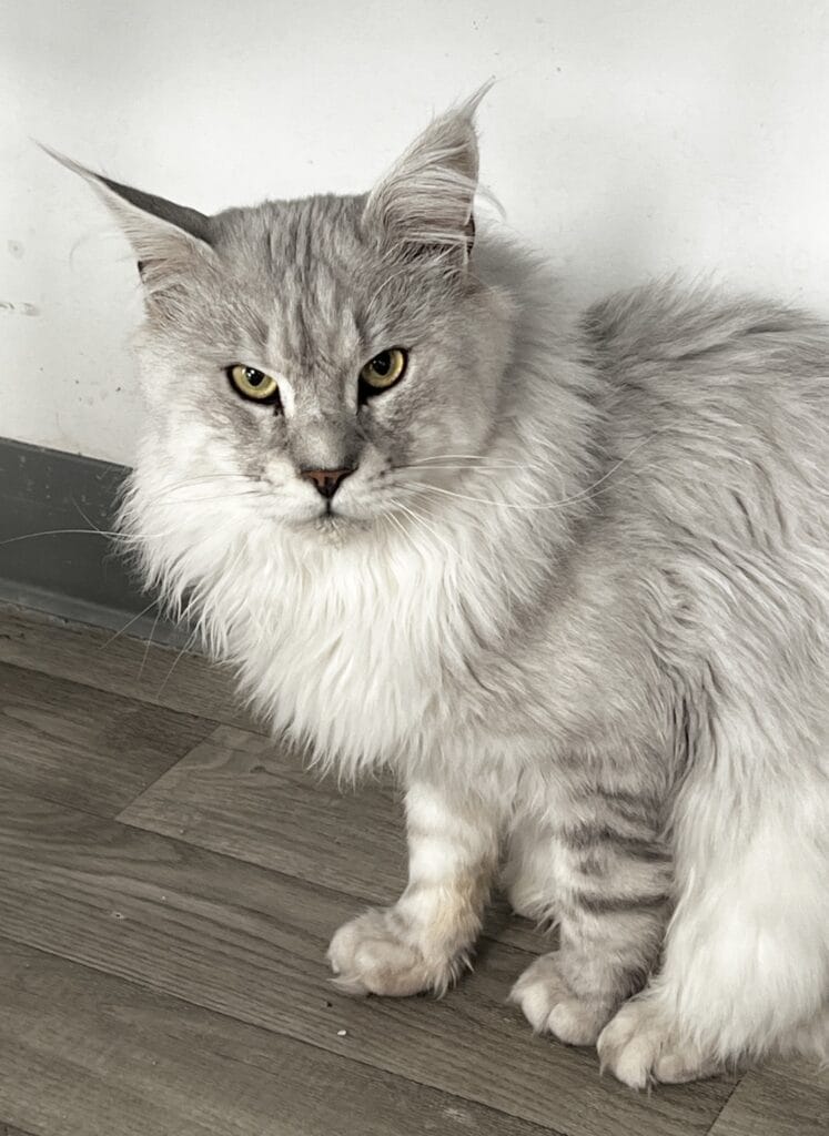 Cody a pale black silver setting on a cat tree