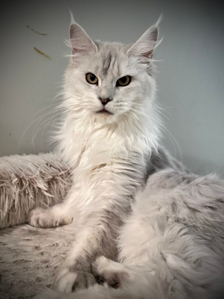 Zoyka - Shaded blue silver Maine Coon Female with a gray Blackground