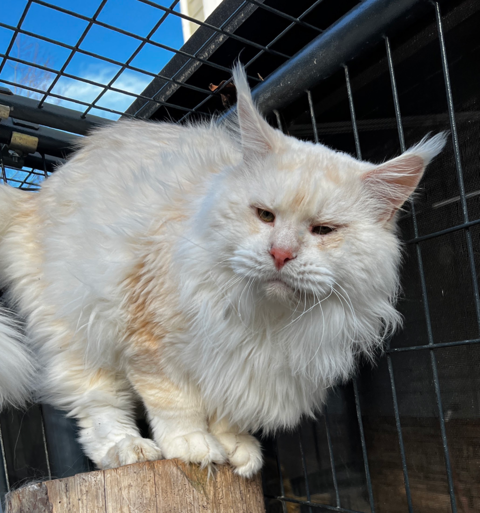 Wispurr - Shaded red silver getting ready to jump