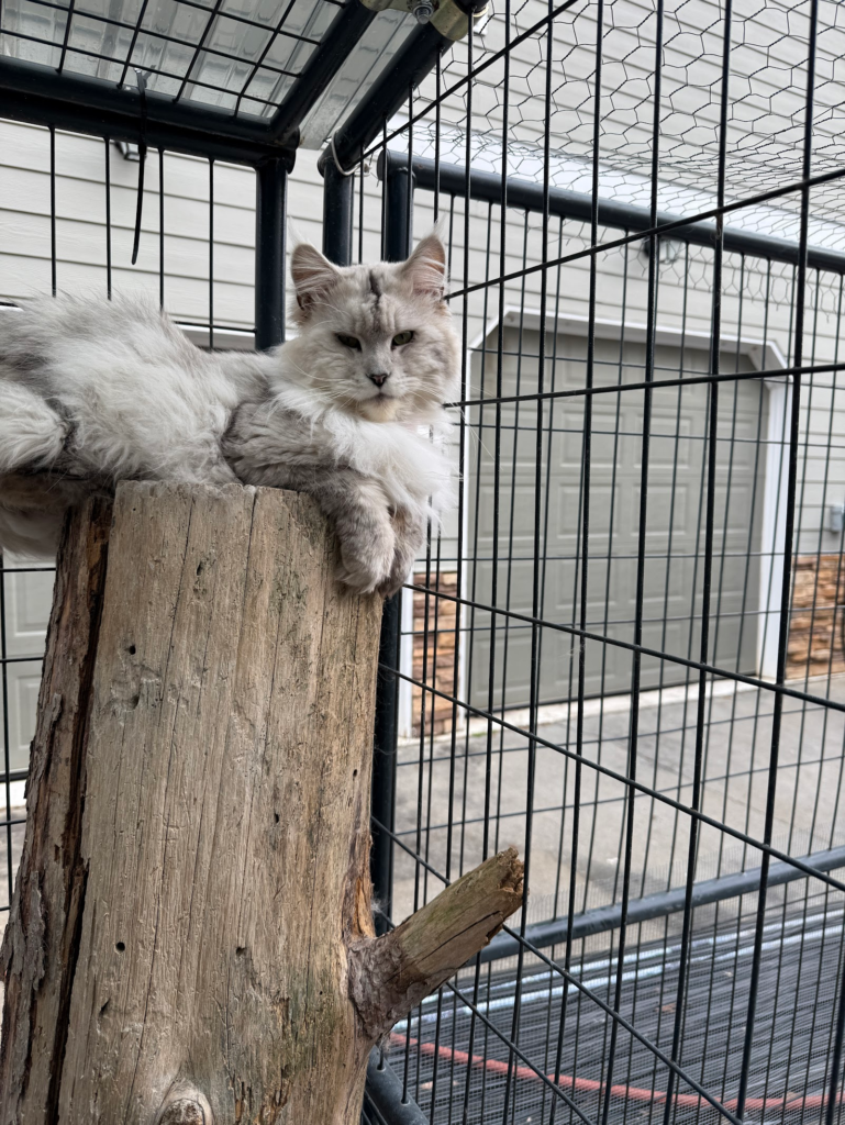 Jagger - Black shaded silver Maine Coon laying on a stump