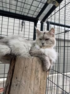 Jagger - Shaded black silver laying on a tree stump looking down