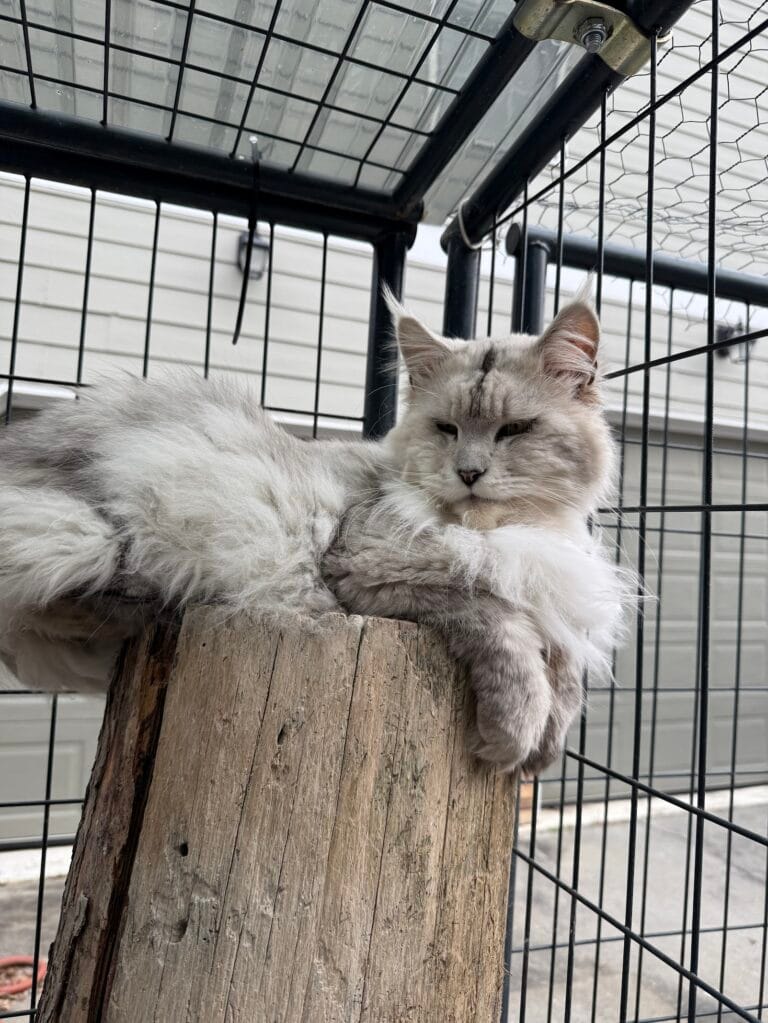 Jagger - Shaded black silver laying on a tree stump looking down