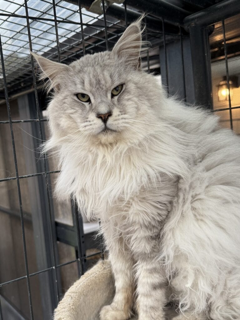 Cody a pale black silver setting on a cat tree