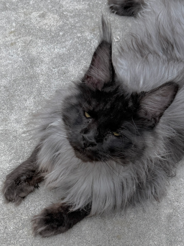 Ferrari - Black smoke Maine Coon looking up