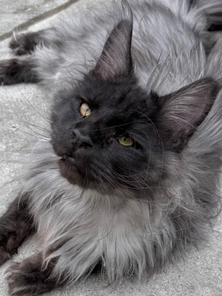 Ferrari - Black smoke Maine Coon laying on his side
