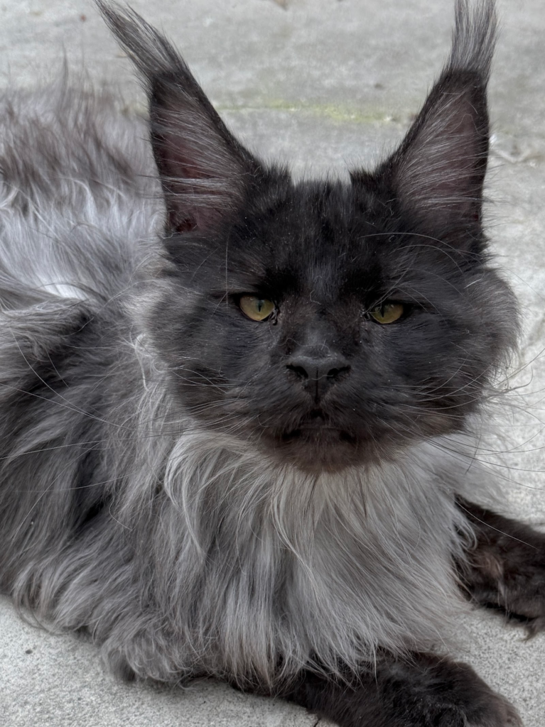 Ferrari - Black smoke Maine Coon laying on the floor