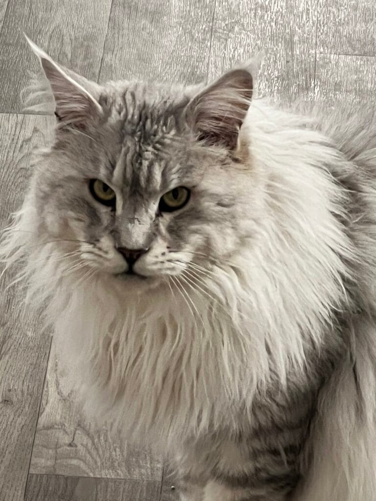 Cody-Pale black silver Maine Coon male setting on the floor