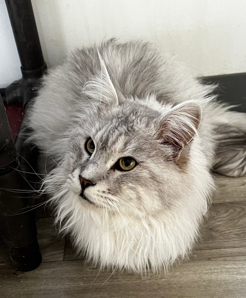 Cody-Pale black silver Maine Coon male laying on the floor