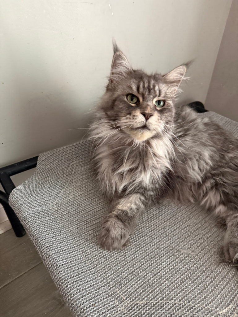 Black silver tabby - Majestic Maine Coon Cats