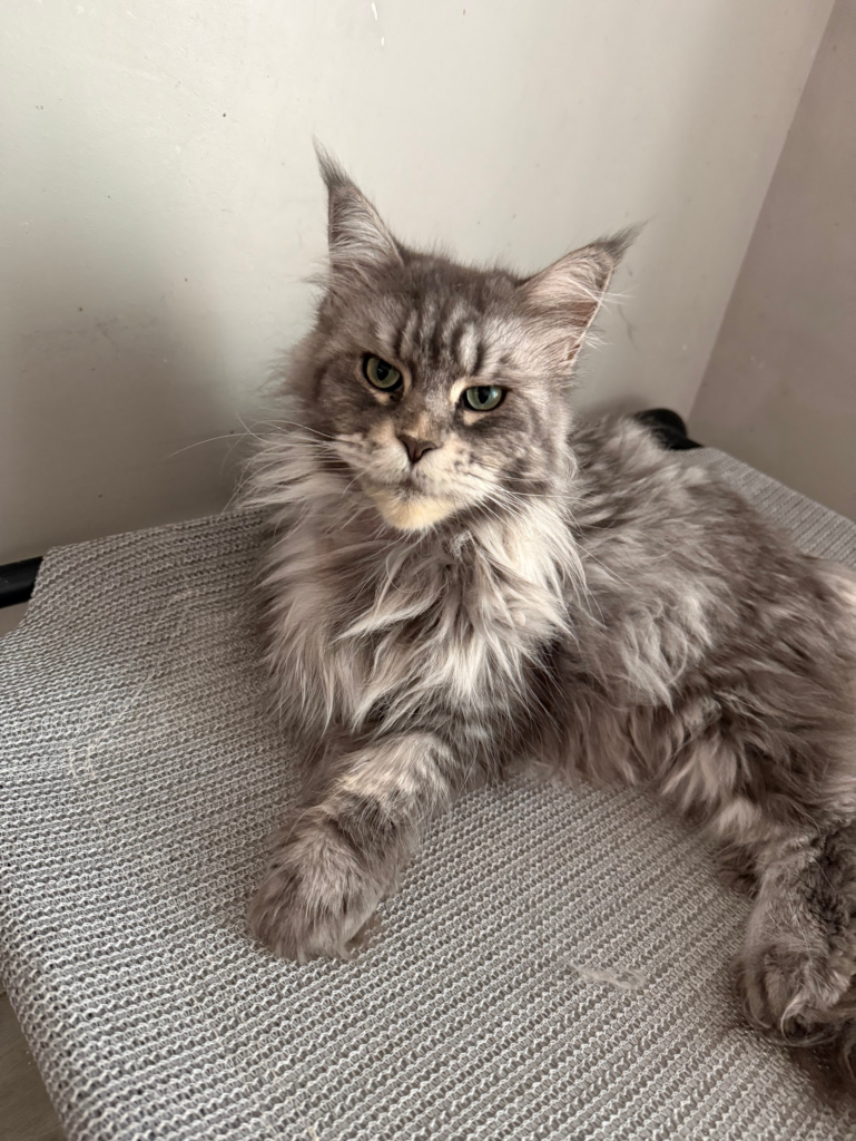Black silver tabby - Majestic Maine Coon Cats