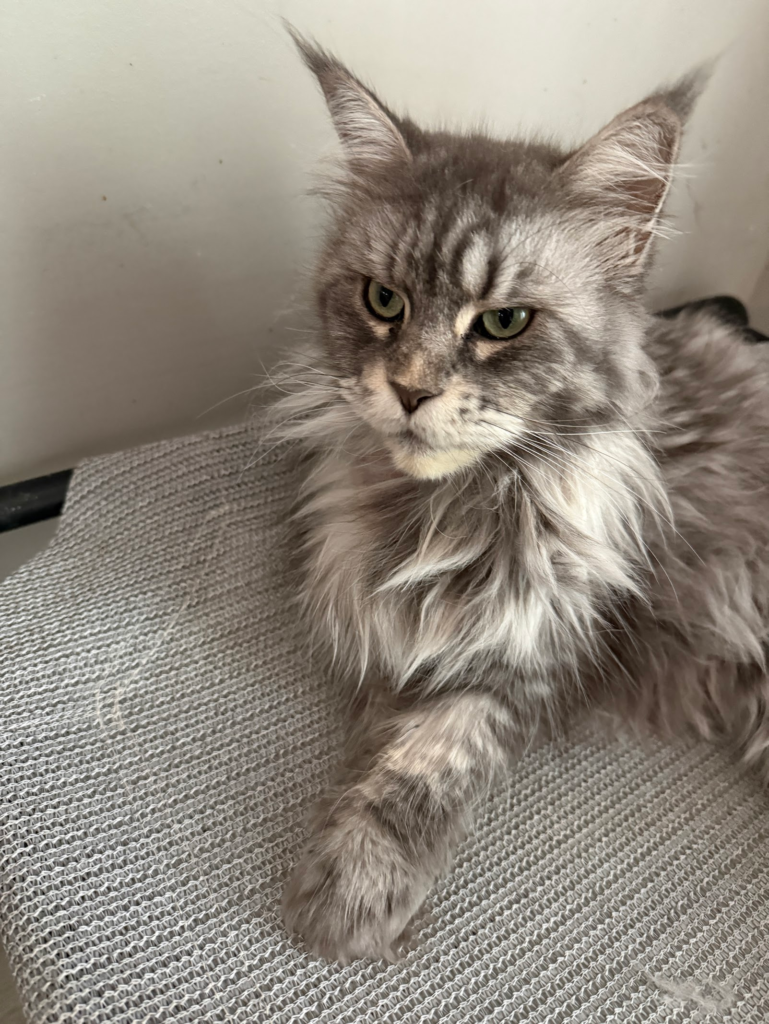 Black silver tabby - Majestic Maine Coon Cats