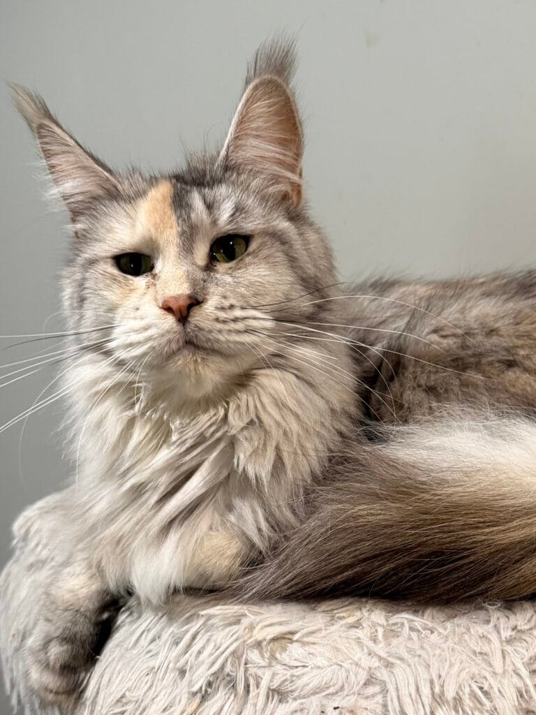 Carlota - Black silver tortie Maine Coon Female with a gray background