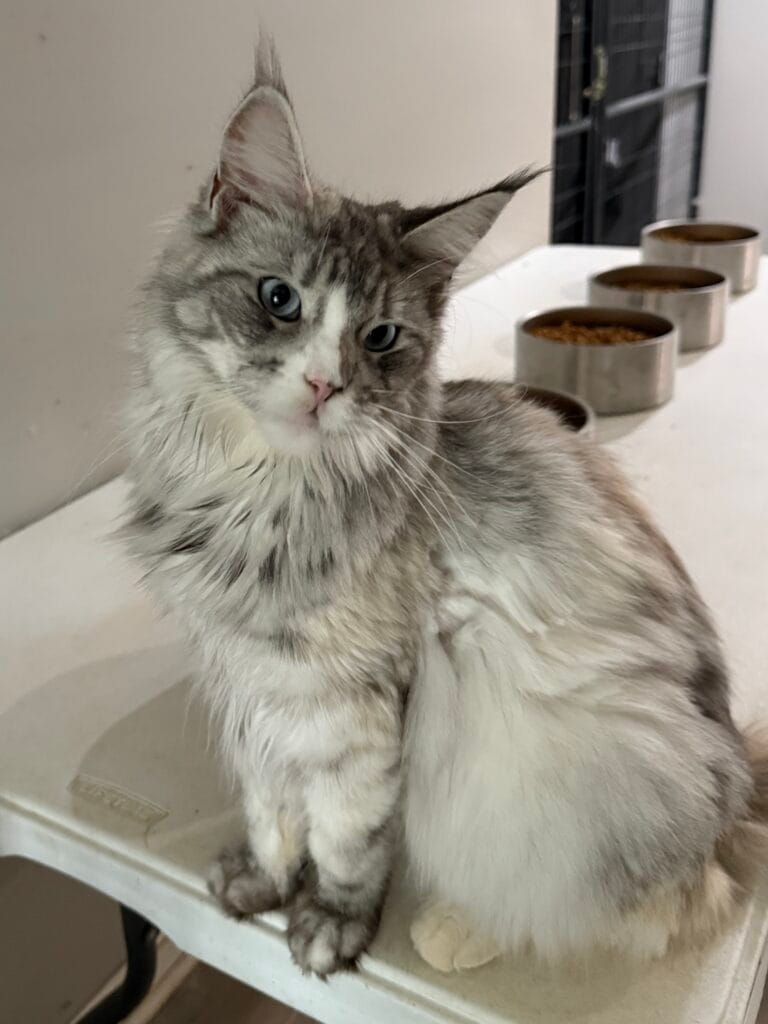 Celeste - Black silver tortie Maine Coon Female with her head tilt