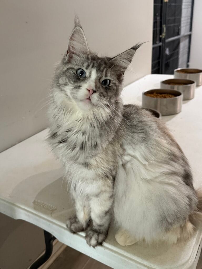 Celeste - Black silver tortie Maine Coon Female setting on a table