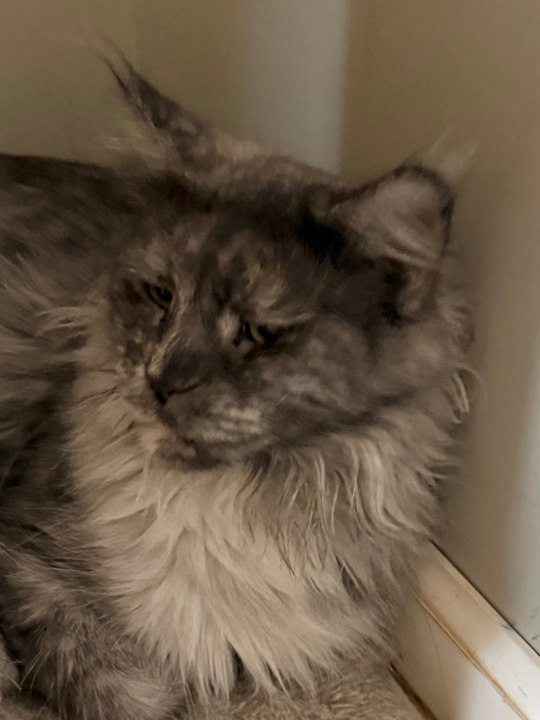 Cassidy - Black smoke tortie Maine Coon Female with her head turned to her side