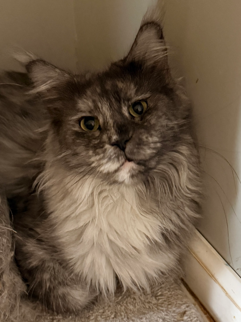 Cassidy - Black smoke tortie Maine Coon Female look straight to the camera