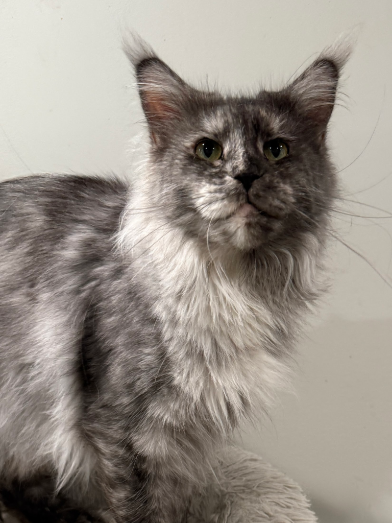 Cassidy - Black smoke tortie Maine Coon Female with a gray Blackground