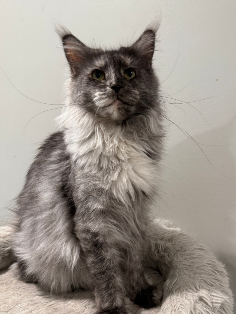 Cassidy - Black smoke tortie Maine Coon Female with a soft gray Blackground