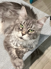 Black tabby Maine Coom - Majestic Maine Coon Cats