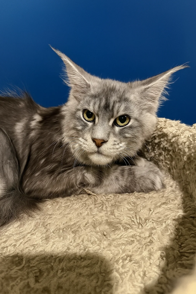 Falkor -Black silver tabby Maine Coon male laying on a cat tree