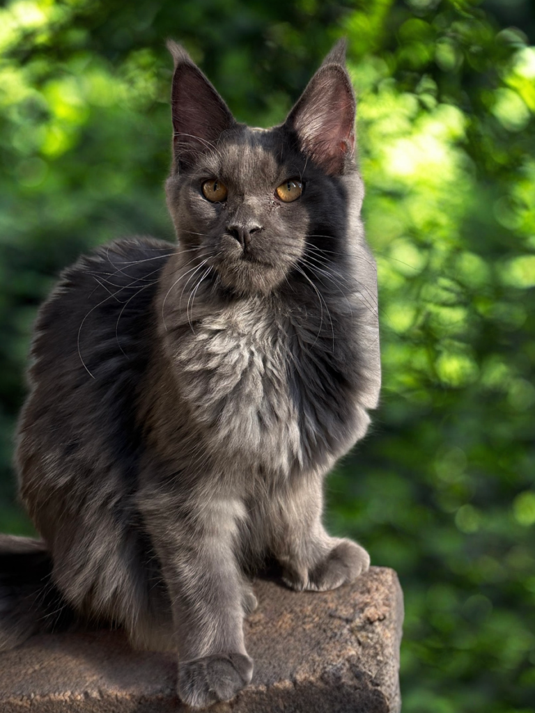 Poopy-blue smoke Maine Coon setting on a stump