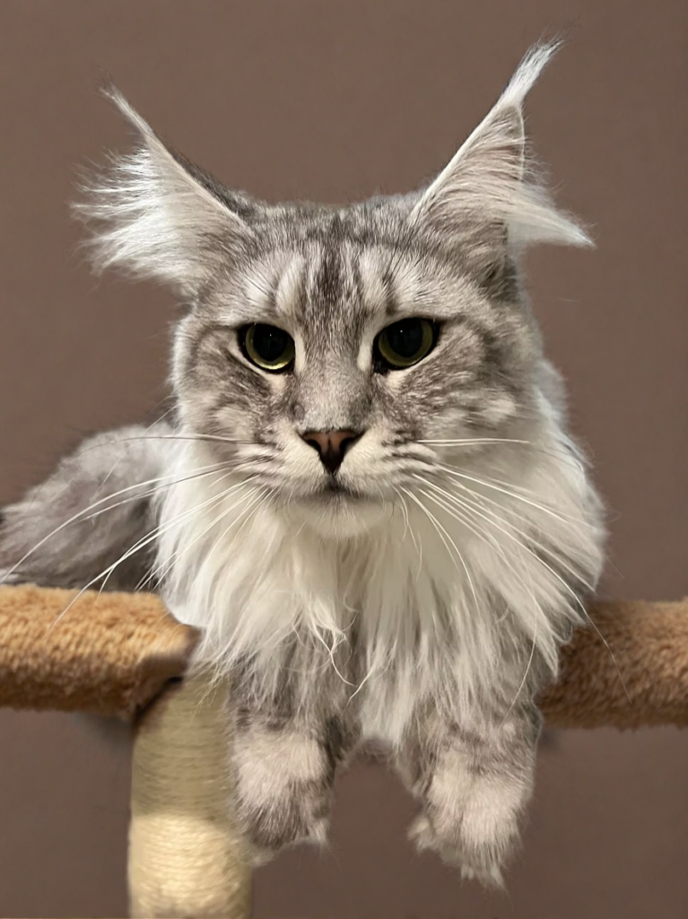 Selene - Back Silver tabby Maie Coon female setting on a perch