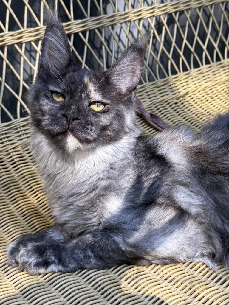Mistique - Black smoke torite Maine Coon Female Setting on a wicker chair