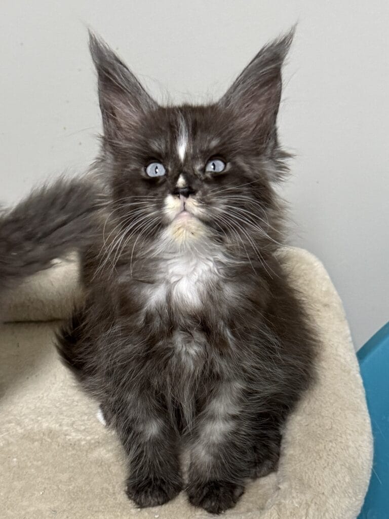 Frankie - Black smoke with blue eye Maine Coon male laying on a cat tree