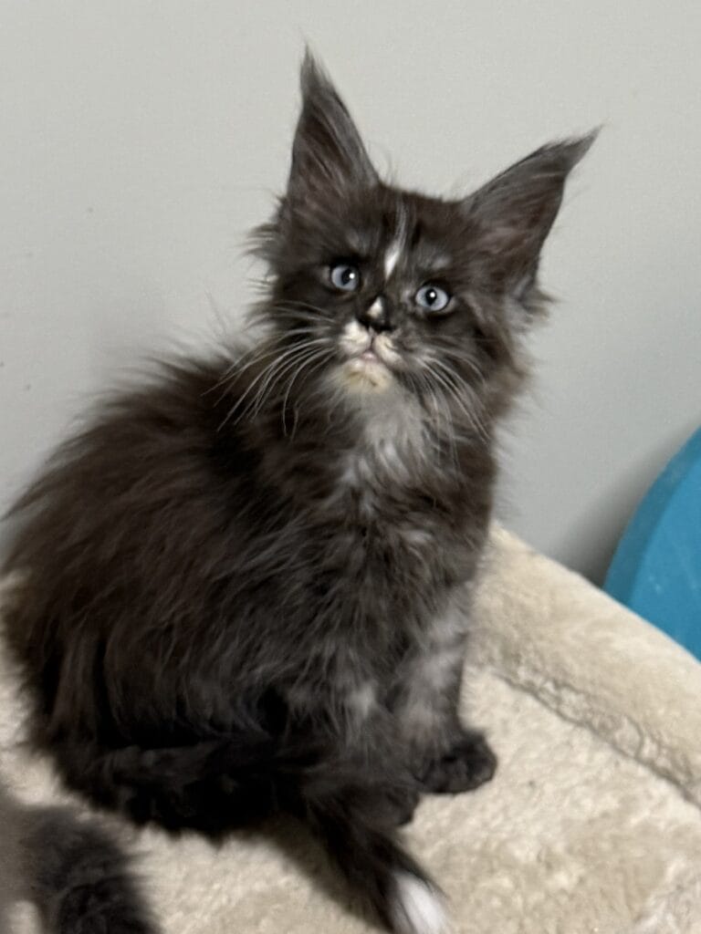Frankie - Black smoke with blue eye Maine Coon male looking at the camera